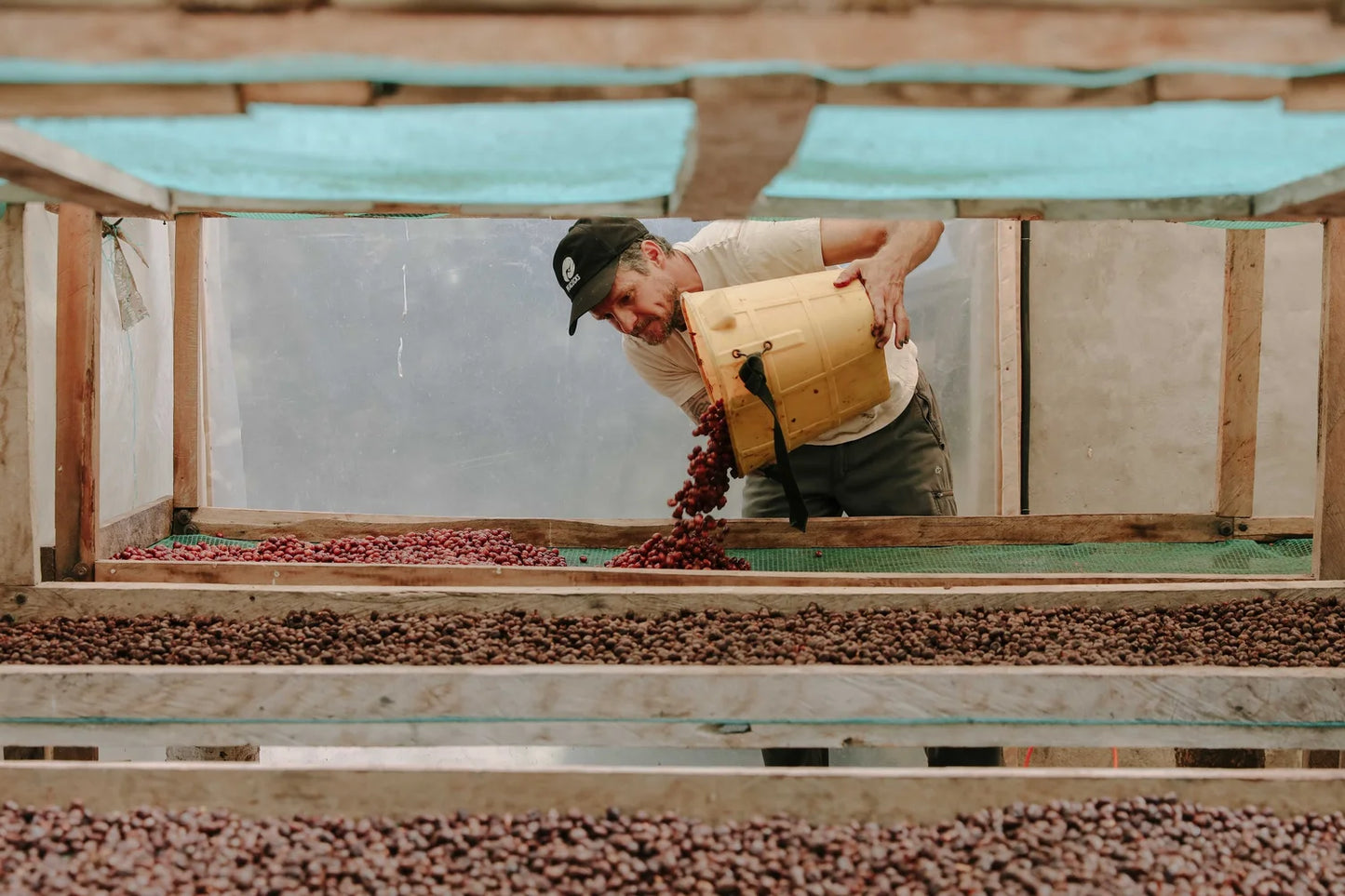 290 厄瓜多 Hacienda La Papaya 木瓜莊園 水洗淺烘