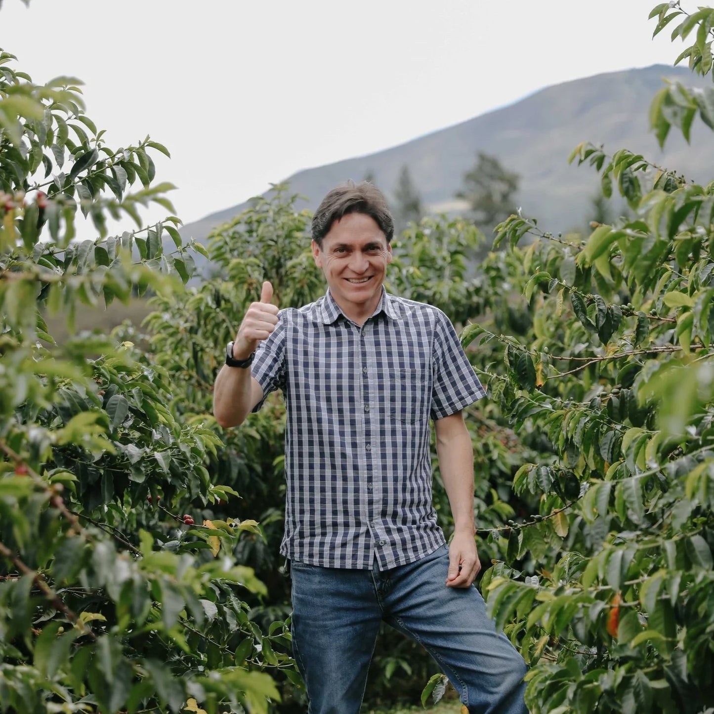 290 厄瓜多 Hacienda La Papaya 木瓜莊園 水洗淺烘