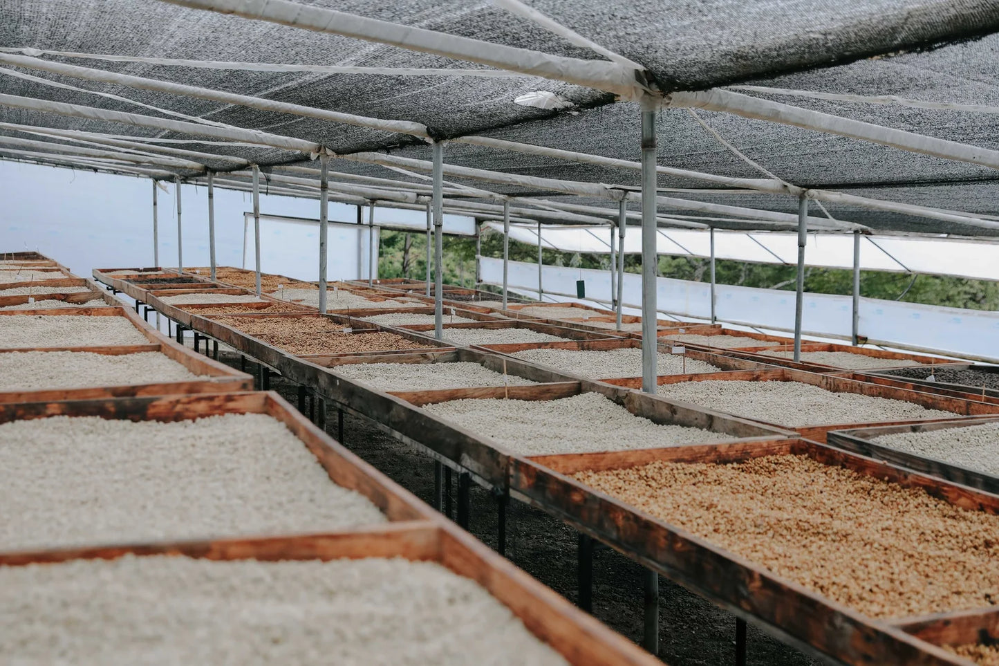 290 厄瓜多 Hacienda La Papaya 木瓜莊園 水洗淺烘